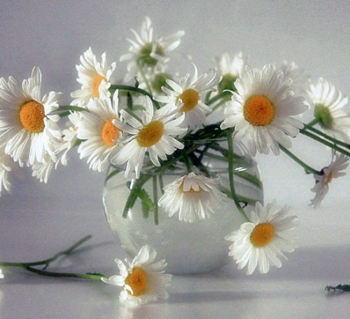 Alaska Daisy 
